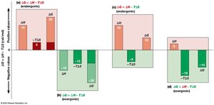 Exergonic and endergonic reactions