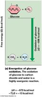 Energetics of glucose oxidation