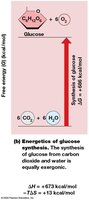 Energetics of glucose synthesis
