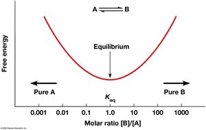 Free energy curve and equilibrium