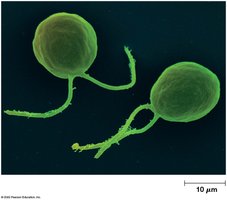 Microscopic view of flagellated cells