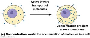Concentration work: the accumulation of molecules in a cell