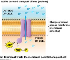 Electrical work: the membrane potential of a plant cell