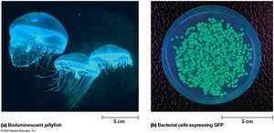 Bioluminescent jellyfish and bacterial cells expressing GFP