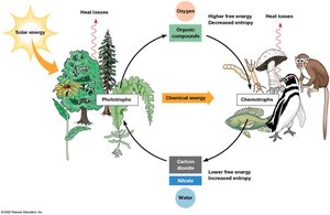 Energy flow between phototrophs and chemotrophs