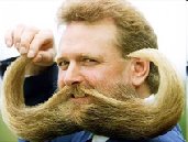 Cellulose microfibrils