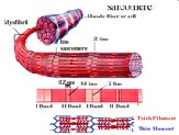 Actin and myosin in muscle contraction