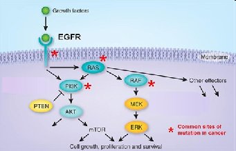 Growth factor receptor
