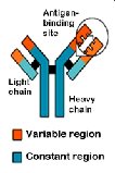 Antibody structure