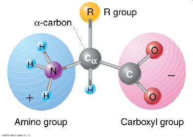 Amino acid structure