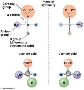 L- and D-amino acid stereoisomers