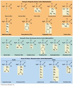 Amino acid R group classes