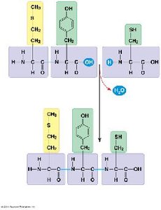 Peptide bond formation