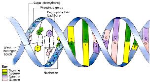 DNA double helix and base pairing