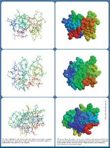 Amino acid abbreviations