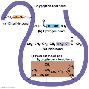 Types of bonds in protein structure