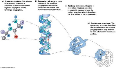 Levels of protein structure