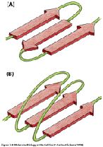 Parallel and antiparallel β sheets