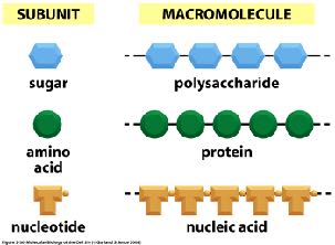 Subunit and macromolecule relationships