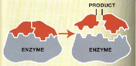 Enzyme structure and function