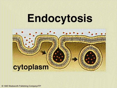 Endocytosis