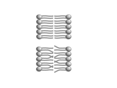 Lipid bilayer with and without unsaturated fatty acids