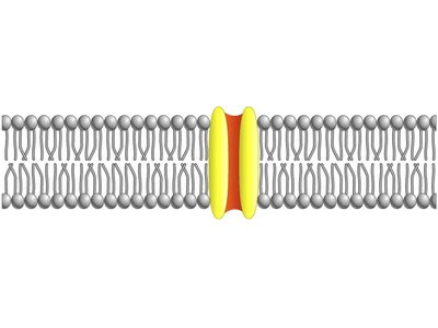 Ion channel in lipid bilayer