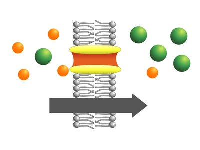 Ion flow through channel