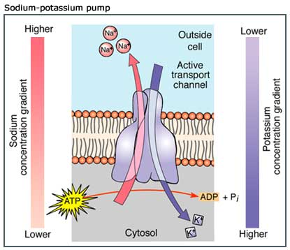Sodium-potassium pump