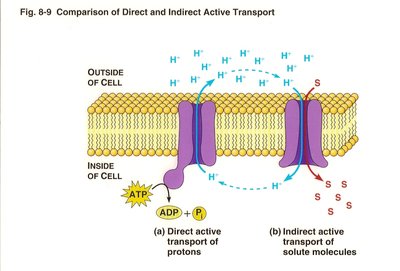 Direct and indirect active transport