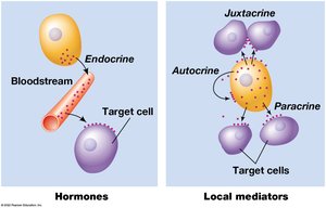 Hormones and local mediators: endocrine, paracrine, juxtacrine, autocrine signaling