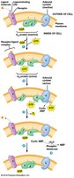 GPCR activation of adenylyl cyclase and cAMP production