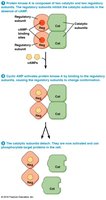 PKA activation by cAMP: regulatory and catalytic subunits
