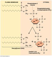 PIP2 cleavage to IP3 and DAG by phospholipase C