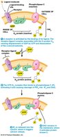 GPCR activation of phospholipase C, IP3, and DAG
