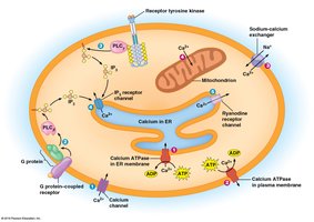 Calcium regulation: ATPases, exchangers, ER, mitochondria