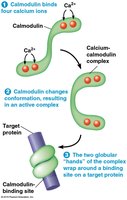 Calmodulin binding calcium and activating target proteins