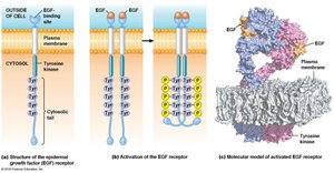 EGF receptor structure and activation