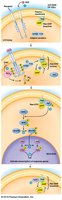 RTK activation and SH2 domain recruitment