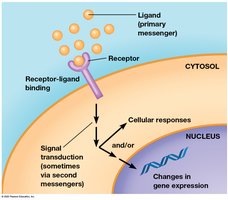 Receptor-ligand binding and signal transduction leading to cellular responses and gene expression