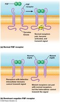 Dominant negative FGFR mutation