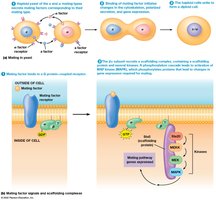 Yeast mating pathway and scaffolding complex