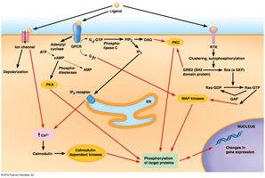 Signaling crosstalk: integration of pathways
