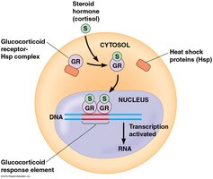 Steroid hormone signaling: cytosolic receptor and nuclear transcription