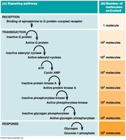 Signal amplification cascade: one molecule activates many downstream molecules