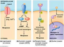 Types of cell signaling: ion channel, GPCR, receptor kinase, nuclear receptor
