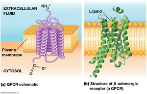GPCR schematic and structure of β-adrenergic receptor