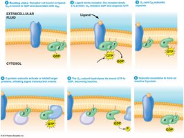 GPCR activation and G protein cycle