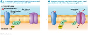 Muscarinic acetylcholine receptor: βγ subunit opens K+ channel