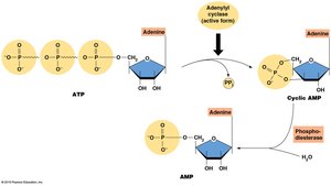 ATP conversion to cAMP by adenylyl cyclase